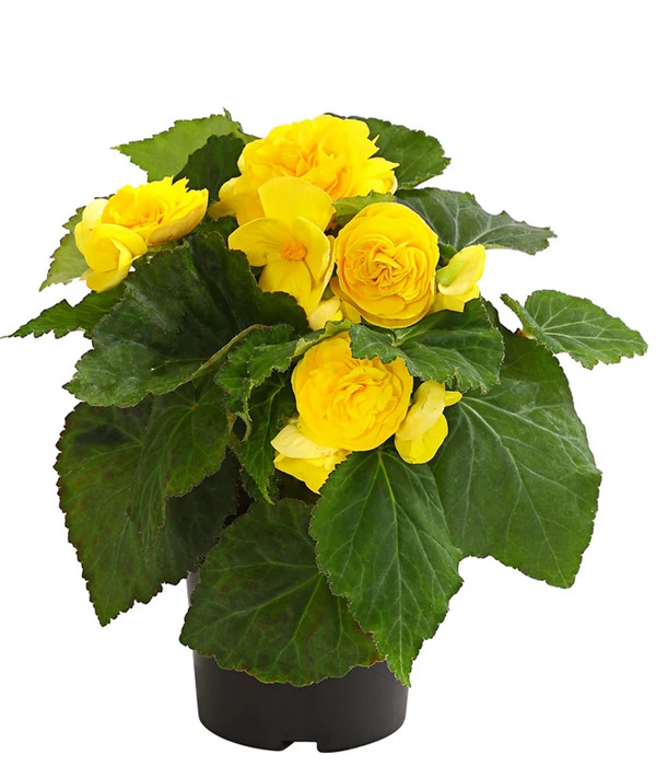 Knollenbegonie, Verschiedene Farben 4 Knollenbegonie, Verschiedene Farben – Bild 2