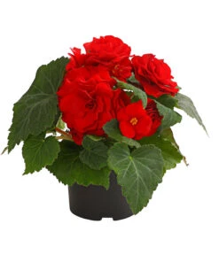 Knollenbegonie, Verschiedene Farben 16 Knollenbegonie, Verschiedene Farben -Elho Aussenbereich Geschaft 8815110 WE FS 004 KnollenbegonieBegoniaTuberhybridaT12OWDehnerExpressHerzig