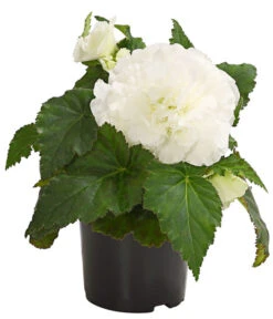 Knollenbegonie, Verschiedene Farben 17 Knollenbegonie, Verschiedene Farben -Elho Aussenbereich Geschaft 8815110 WE FS 005 KnollenbegonieBegoniaTuberhybridaT12OWDehnerExpressHerzig