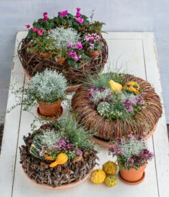 Elho Aussenbereich Geschaft -Elho Aussenbereich Geschaft 8815763 6273635 WE MO 001 MuecaKrazWeinrebeFrost 1