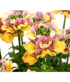 Elfenspiegel, Verschiedene Sorten 24 Elfenspiegel, Verschiedene Sorten -Elho Aussenbereich Geschaft 8815888 PR DE 001 NemesiaElfenspiegelT11DehnerExpressHerzig