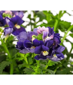 Elfenspiegel, Verschiedene Sorten 25 Elfenspiegel, Verschiedene Sorten -Elho Aussenbereich Geschaft 8815888 PR DE 002 NemesiaElfenspiegelT11DehnerExpressHerzig