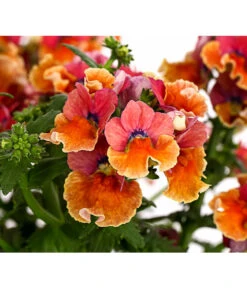 Elfenspiegel, Verschiedene Sorten 29 Elfenspiegel, Verschiedene Sorten -Elho Aussenbereich Geschaft 8815888 PR DE 003 NemesiaElfenspiegelT11DehnerExpressHerzig