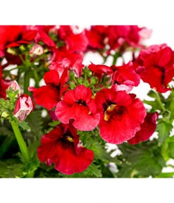 Elfenspiegel, Verschiedene Sorten 26 Elfenspiegel, Verschiedene Sorten -Elho Aussenbereich Geschaft 8815888 PR DE 004 NemesiaElfenspiegelT11DehnerExpressHerzig