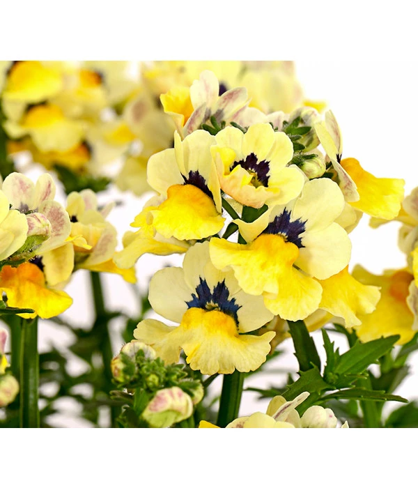 Elfenspiegel, Verschiedene Sorten 15 Elfenspiegel, Verschiedene Sorten – Bild 13