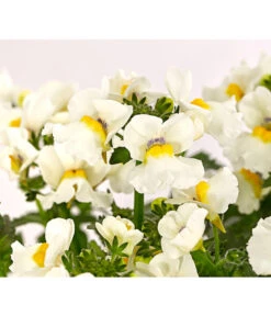 Elfenspiegel, Verschiedene Sorten 27 Elfenspiegel, Verschiedene Sorten -Elho Aussenbereich Geschaft 8815888 PR DE 006 NemesiaElfenspiegelT11DehnerExpressHerzig