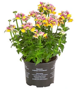 Elfenspiegel, Verschiedene Sorten 21 Elfenspiegel, Verschiedene Sorten -Elho Aussenbereich Geschaft 8815888 PR FS 001 NemesiaElfenspiegelT11DehnerExpressHerzig