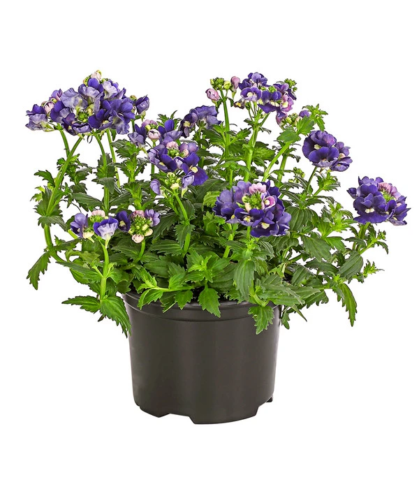 Elfenspiegel, Verschiedene Sorten 7 Elfenspiegel, Verschiedene Sorten – Bild 5