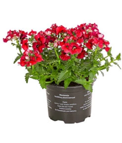 Elfenspiegel, Verschiedene Sorten 19 Elfenspiegel, Verschiedene Sorten -Elho Aussenbereich Geschaft 8815888 PR FS 004 NemesiaElfenspiegelT11DehnerExpressHerzig