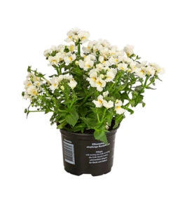 Elfenspiegel, Verschiedene Sorten 18 Elfenspiegel, Verschiedene Sorten -Elho Aussenbereich Geschaft 8815888 PR FS 006 NemesiaElfenspiegelT11DehnerExpressHerzig