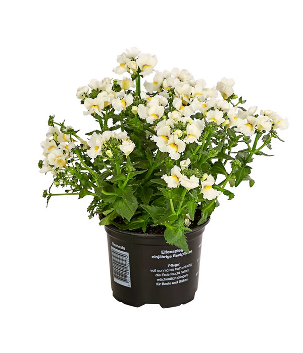 Elfenspiegel, Verschiedene Sorten 5 Elfenspiegel, Verschiedene Sorten – Bild 3