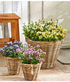 Elfenspiegel, Verschiedene Sorten 22 Elfenspiegel, Verschiedene Sorten -Elho Aussenbereich Geschaft 8815888 PR MO 001 NemesiaBL18NeuUveSauer