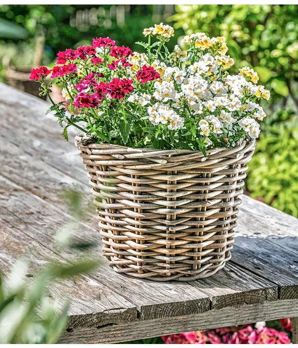 Elfenspiegel, Verschiedene Sorten 10 Elfenspiegel, Verschiedene Sorten – Bild 8