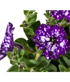 Hängepetunie 'Night Sky' -Elho Aussenbereich Geschaft 8816506 WE DE 002 PetuniaNightSky DehnerExpressWunderlich