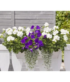 Hängepetunie 'Night Sky' -Elho Aussenbereich Geschaft 8816506 WE MO 001 HaengepetunieNightSkyT12GeranieStehendT12DichondraT11Renner