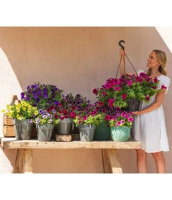 Hängepetunie 'Night Sky' -Elho Aussenbereich Geschaft 8816506 WE MO 003 NightSky BestofPetunien