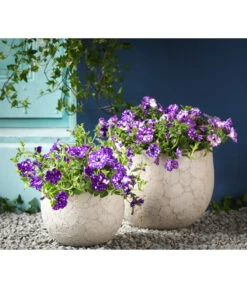 Hängepetunie 'Night Sky' -Elho Aussenbereich Geschaft 8816506 WE MO 004 HaengepetunieNightSkyHaengepetunieT12