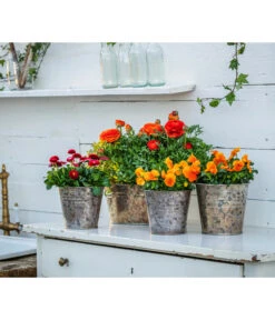 Gänseblümchen, Gefüllt -Elho Aussenbereich Geschaft 8817355 8810079 WE MO 001 RanunkelnGaensebluemchen