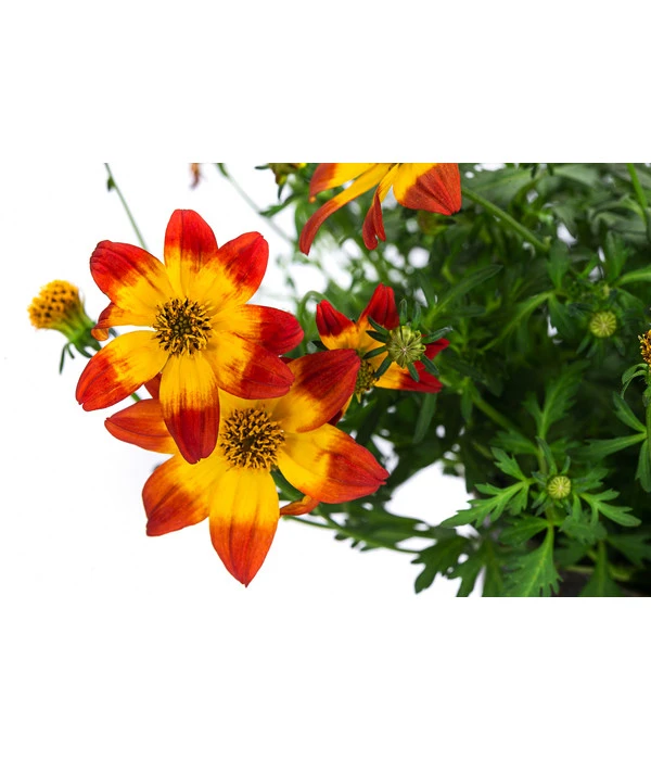 Goldmarie Im Pottburri®-Topf 4 Goldmarie Im Pottburri®-Topf – Bild 2