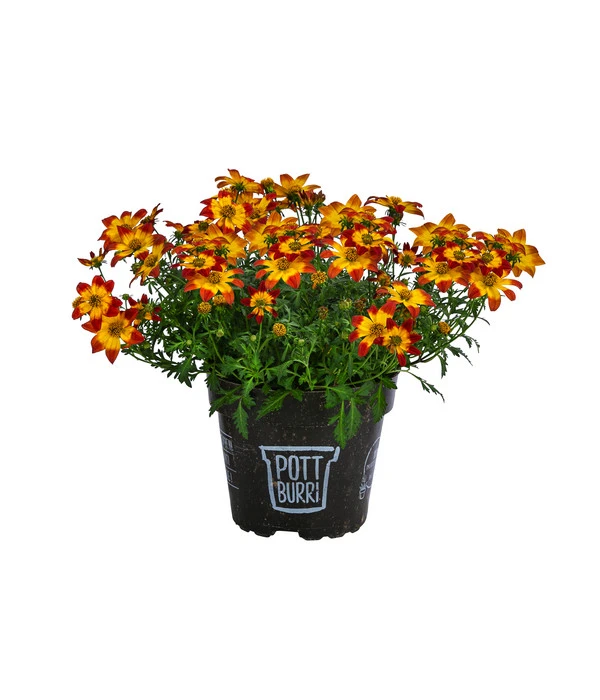 Goldmarie Im Pottburri®-Topf 3 Goldmarie Im Pottburri®-Topf