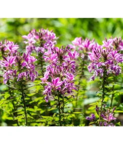 Spinnenpflanze 7 Spinnenpflanze -Elho Aussenbereich Geschaft 8821548 PR DE 001 CleomeSpinnenpflanzeBGALucknerMai2017