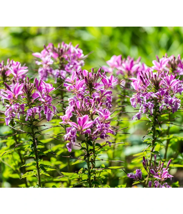 Spinnenpflanze 5 Spinnenpflanze – Bild 3