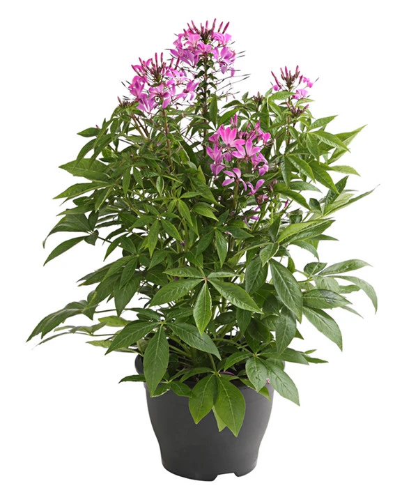 Spinnenpflanze 3 Spinnenpflanze