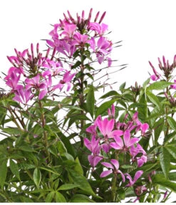 Spinnenpflanze 6 Spinnenpflanze -Elho Aussenbereich Geschaft 8821548 We DE 001 CleomeSenoritaRosalitaT17OWDehnerExpressHerzig