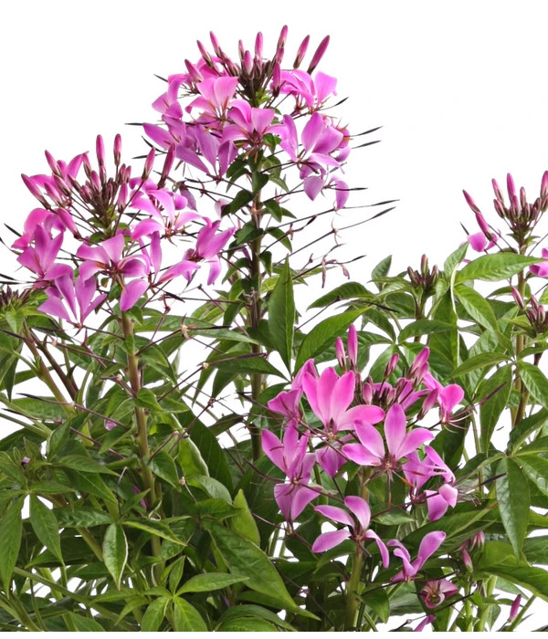 Spinnenpflanze 4 Spinnenpflanze – Bild 2