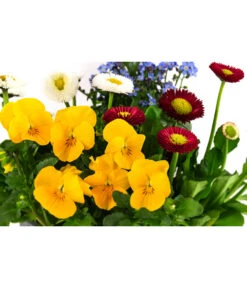 Frühlings-Quattro -Elho Aussenbereich Geschaft 8823908 WE DE 001 FruehjahrQuattrosT13