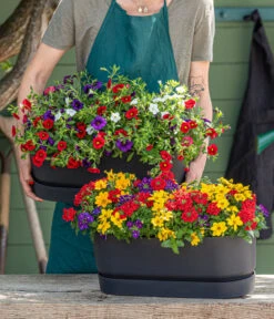 Elho Kunststoff-Topf Greenville, Ca. B20/B18/T49 Cm -Elho Aussenbereich Geschaft 8827016 WE MO 001 SommertrioTrioMio