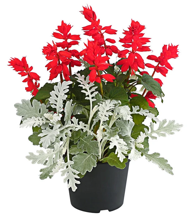 Pflanzen-Duo Feuersalbei Und Silberblatt 3 Pflanzen-Duo Feuersalbei Und Silberblatt