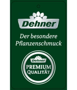 Schmetterlingsorchidee - Phalaenopsis Cultivars 'Big Lip', Kaskade -Elho Aussenbereich Geschaft PremiumPhalaenopsis Phala 04052016 1