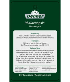 Schmetterlingsorchidee - Phalaenopsis Cultivars 'Big Lip', Kaskade -Elho Aussenbereich Geschaft PremiumPhalaenopsis Phala 04052016 2