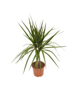 Zimmerpflanzen-Set Drachenhöhle, 4-teilig -Elho Aussenbereich Geschaft X008221137 BildFS 001 DrachenbaumSortenmixDracaenaMix