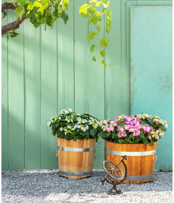 Elho Aussenbereich Geschaft -Elho Aussenbereich Geschaft 1709096 1709401 1709443 1709732 1709807 1710037 WE MO 001 Robinienkuebelrund