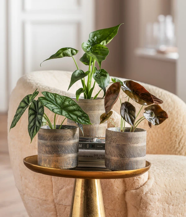 Elho Aussenbereich Geschaft -Elho Aussenbereich Geschaft 6732515 WE MO 001 GlamourPaketNola