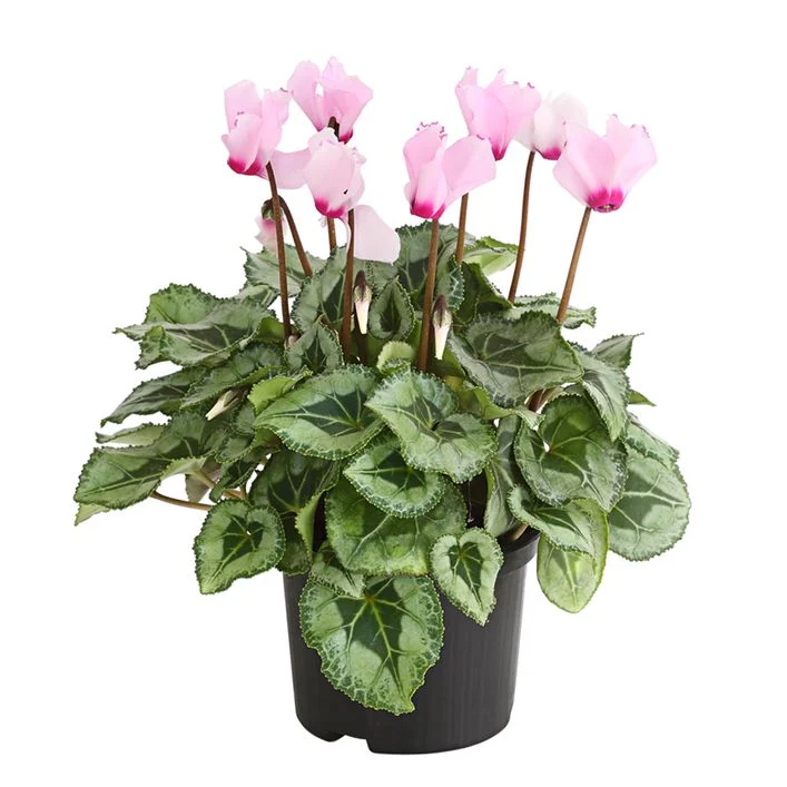 Elho Aussenbereich Geschaft -Elho Aussenbereich Geschaft