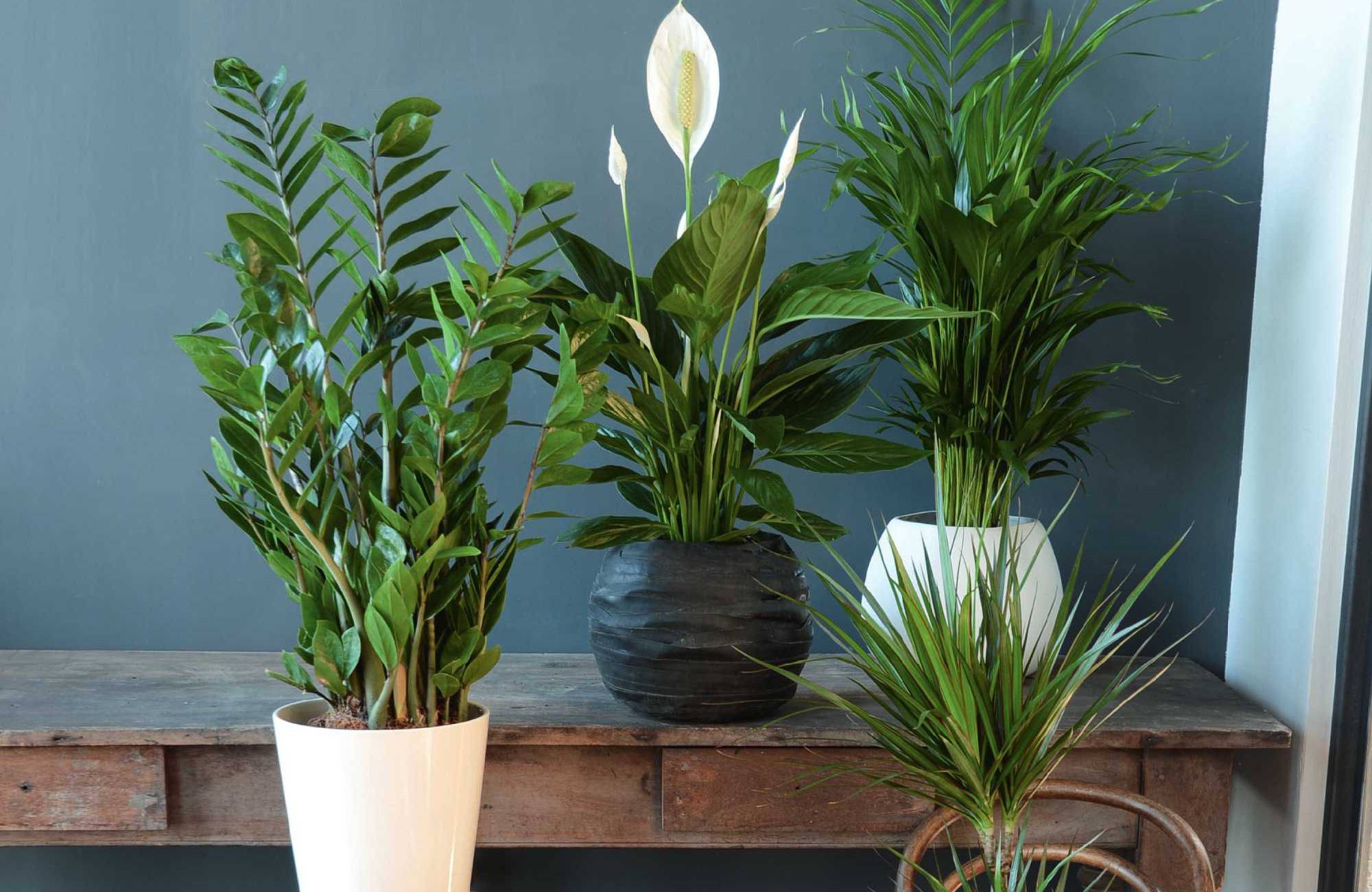 Elho Aussenbereich Geschaft -Elho Aussenbereich Geschaft zimmerpflanzen richtig pflegen luftfeuchtigkeit